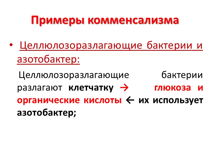 Примеры комменсализма  Целлюлозоразлагающие бактерии и азотобактер:     Целлюлозоразлагающие бактерии разлагают